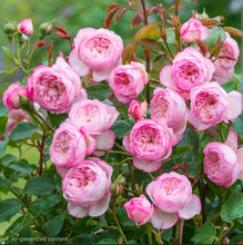 Load image into Gallery viewer, The Mill on the Floss English Rose Shrub~ David Austin 3 Gallon