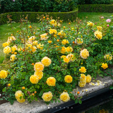 Load image into Gallery viewer, The Poet's Wife English Rose Shrub~ David Austin 3 Gallon