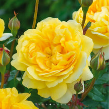 Load image into Gallery viewer, The Poet's Wife English Rose Shrub~ David Austin 3 Gallon
