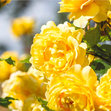 Load image into Gallery viewer, The Poet's Wife English Rose Shrub~ David Austin 3 Gallon