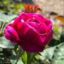 Load image into Gallery viewer, The Prince English Rose Shrub~ David Austin 3 Gallon