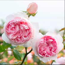 Load image into Gallery viewer, The Wedgwood Rose Climbing English Rose~ David Austin 3 Gallon