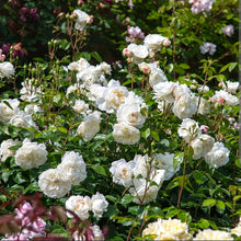 Load image into Gallery viewer, Tranquillity English Rose Shrub~ David Austin 3 Gallon