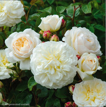 Load image into Gallery viewer, Tranquillity English Rose Shrub~ David Austin 3 Gallon