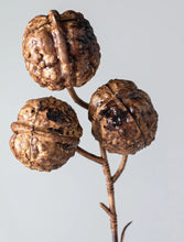 Load image into Gallery viewer, Walnut Stem 25"