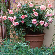 Load image into Gallery viewer, Wildeve English Rose Shrub~ David Austin 3 Gallon