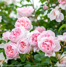 Load image into Gallery viewer, Wildeve English Rose Shrub~ David Austin 3 Gallon