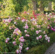 Load image into Gallery viewer, Wildeve English Rose Shrub~ David Austin 3 Gallon
