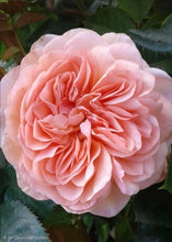 Load image into Gallery viewer, William Morris English Rose Shrub~ David Austin 3 Gallon
