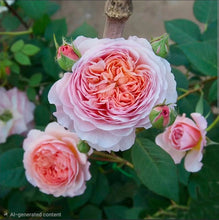 Load image into Gallery viewer, William Morris English Rose Shrub~ David Austin 3 Gallon