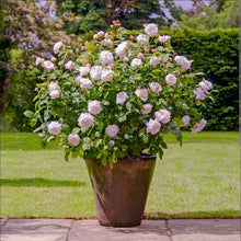 Load image into Gallery viewer, Winchester Cathedral English Rose Shrub~ David Austin 3 Gallon