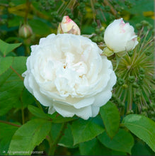 Load image into Gallery viewer, Winchester Cathedral English Rose Shrub~ David Austin 3 Gallon