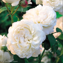 Load image into Gallery viewer, Winchester Cathedral English Rose Shrub~ David Austin 3 Gallon