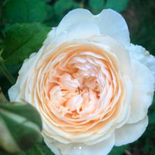 Load image into Gallery viewer, Windermere English Rose Shrub~ David Austin 3 Gallon