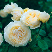 Load image into Gallery viewer, Windermere English Rose Shrub~ David Austin 3 Gallon