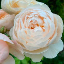Load image into Gallery viewer, Windermere English Rose Shrub~ David Austin 3 Gallon