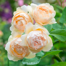 Load image into Gallery viewer, Wollerton Old Hall Climbing English Rose ~ David Austin 3 Gallon