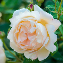 Load image into Gallery viewer, Wollerton Old Hall Climbing English Rose ~ David Austin 3 Gallon