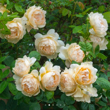 Load image into Gallery viewer, Wollerton Old Hall Climbing English Rose ~ David Austin 3 Gallon