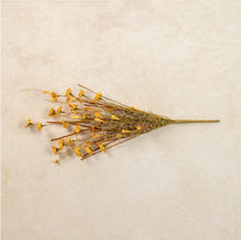 Load image into Gallery viewer, Yellow Daisy Bush ~22"